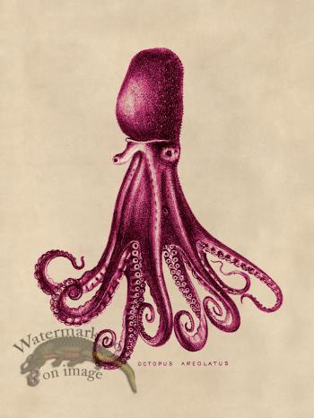 Octopus Pink 14